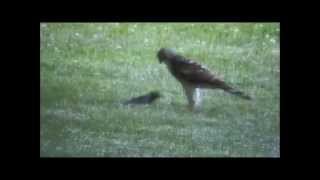 Coopers Hawk Playing With Its Prey [upl. by Hizar]