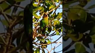 Brownheaded Parrot chewing Branches and Leaves Parrots birdwatchinginkenya [upl. by Salahi]