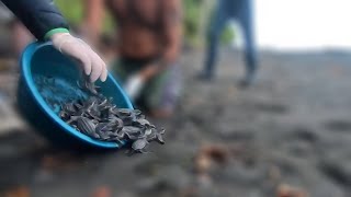 Releasing Leatherback hatchlings [upl. by Esaj]