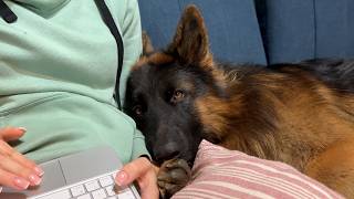 Clingy German Shepherd Never Leaves His Human Moms Side [upl. by Osnofledi]