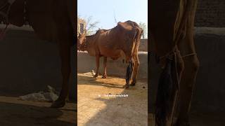 Mastitis  fieldveterinarian vet mastitis cow [upl. by Syxela]