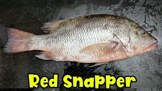 Red Snapper Fish Cutting and Cleaning at Home  Tamoshi  Mangrove Red Snapper [upl. by Yug]