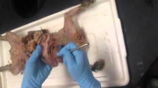 CatDissection Pancreas Digestion [upl. by Sebbie]