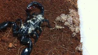 Gravid Asian Forest Scorpion Heterometrus Spinifer Part 5  2i Scorplings Dismount from Mum [upl. by Suoicerp]