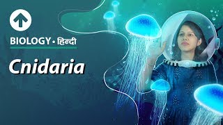 Cnidaria  Hindi  Diversity In Living Organisms  Biology Class 9 [upl. by Trebliw]