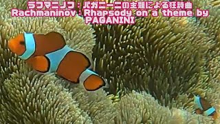 「カクレクマノミ」「Clown anemonefish」【4k 水中 UNDERWATER】【宮古島 海 サンゴ 魚 シュノーケリング 水族館 観光 移住】 [upl. by Riffle]