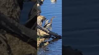 Anhingas drying his feathers 🪶 [upl. by Chuah]