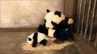 The Sneezing Baby Panda  IGEYL Puppet Reenactment [upl. by Roti]