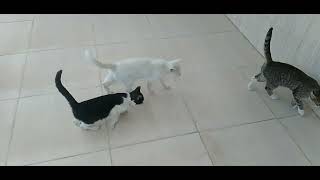 Why do cats walk togethercat catlover [upl. by Yousuf]