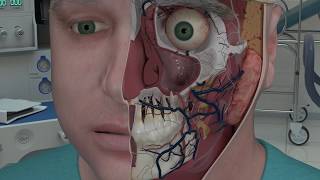 Chapter 2 Nasal Anatomy and Function [upl. by Ayerhs]