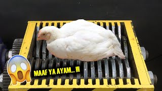 Ketika Ayam Hidup Di Masukkan Mesin GILING  EKSPERIMEN GILA Menggunakan Mesin Shreeder [upl. by Hallutama]