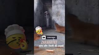 Deadly Enemies COBRA and MONGOOSE Face Off zarahatke funny fyp shorts [upl. by Dallon]