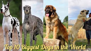 Top 10 Biggest Dogs In The World  Large Dog Breeds  Big Dog Breeds  Huge Dogs  Tallest Dogs [upl. by Kaasi252]