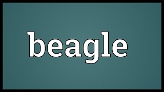 Beagle Meaning [upl. by Nerb]