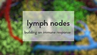 Lymph nodes how to build an immune response [upl. by Newcomer]