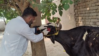 Cancer in cow how best veterinary doctor treated  Eye Enucleation in cow [upl. by Aihsetan779]