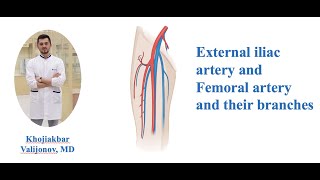 Understanding the External Iliac Artery and Femoral Artery Anatomy [upl. by Ailimac]