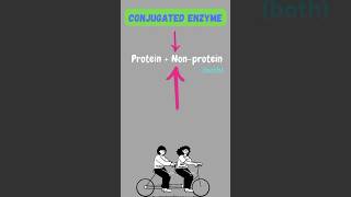 Enzyme shorts ytshortsindia youtubeshorts enzymes science biology pritiduhanofficial like [upl. by Smoot]