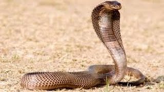 Lion vs King Cobra  Amazing Fight who is The King [upl. by Eenwat]