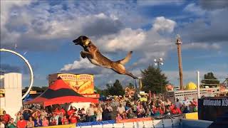 Belgian Malinois Amazing Athlete [upl. by Kelula]