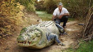 6 CROCODILOS GIGANTES CAPTURADOS POR CÂMERAS [upl. by Odysseus788]