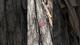 Boxelder bug Boisea trivittata found on abandoned railroad track bugslife love viralvideo vlog [upl. by Eileek]