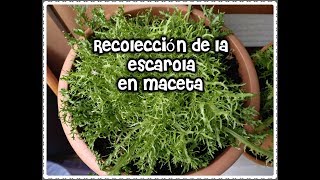 Recolección De La Escarola En MacetaRecolecciones De Plantas Y HortallizasMi huerto en el balcón [upl. by Nolad]