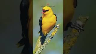 Golden Oriole bird calling on tree branch shorts birds nature [upl. by Dlanar]