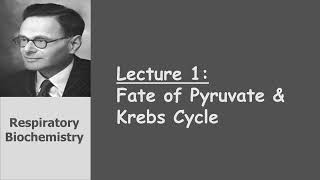 Respiratory Biochemistry  Revision on Fate of Pyruvate amp Krebs Cycle [upl. by Eidnarb760]