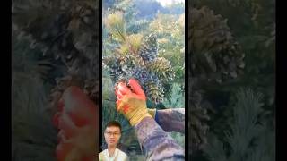 Harvesting pine cones from above sonasmr [upl. by Coussoule]