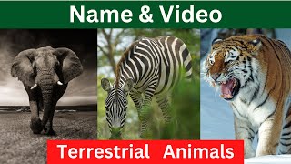 Top 20 Terrestrial Animals A Guide to Earths Majestic Creatures  Learn Terrestrial Animals Name [upl. by Autum]