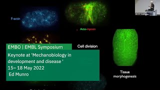 Dynamic coupling of cellcell signalling and tissue remodelling during neutral tube closure [upl. by Peyton811]