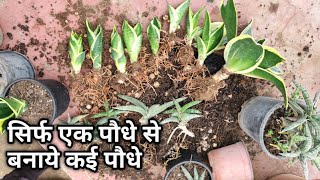 Snake Plant Sansevieria 100 Propagation Leaf Cuttings  Care Tips [upl. by Notgnirrab]