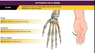 Opponens digiti minimi  Hypothenar muscles  Animation without narration [upl. by Atimed]