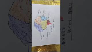 Easy diagram of human brain🧠brain humanbrain diagramofbrain diagram diagramvedios easydiagram [upl. by Akanke199]