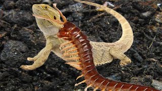 Centipede vs Gecko  Who will be the winner [upl. by Gnas]