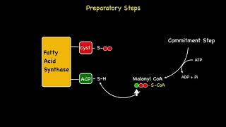 Chain Elongation and Fatty Acid Synthesis [upl. by Elimay]