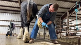 LIVE Chronic Clydesdale Hoof Care [upl. by Robbie]