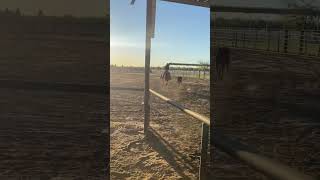 Team roping practice🤠 roping brother california rodeo horses teamroping teamroper [upl. by Notwal]