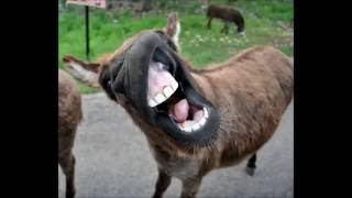 Funny donkey sounds HD [upl. by Steffen]