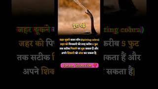 Spitting Cobra hindhifacts facts trending viralshorts shorts trendingshorts [upl. by Ax]