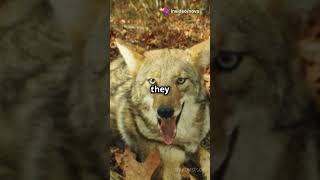 10 MindBlowing Facts About Wolves [upl. by Earlie880]