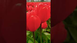 📍Netherlands tulip fields tulips netherlands nature beauty flowers music tulipfields [upl. by Gillead]