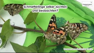 Distelfalter beobachten  von der Raupe zum Schmetterling [upl. by Zeuqirdor]