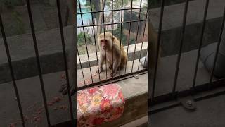 बंदर नें दिया जवाबआप भी सुनेjaishreeram trending shortvideo viral monkeys vlog 🐒😳 [upl. by Fillender]