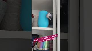 CAN YOU SEE ME funnyparrot cutepets pets [upl. by Neyuh]