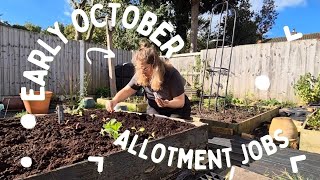 The Allotment in October  Autumn allotment jobs  Allotment gardening UK 2024 [upl. by Emilio]