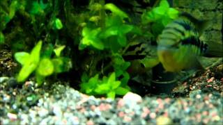 Salvini cichlids with freeswimming fry [upl. by Kcirdot386]