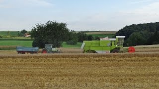 Grain Harvesting  Claas Dominator 56  Mengele  Furstenberg  Claas Celtis  Germany  2016 [upl. by Bergren]