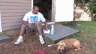 Dog Training amp Canine Health  Treating Dog Wounds [upl. by Nenerb]